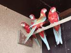 rosella, Dieren en Toebehoren, Vogels | Parkieten en Papegaaien, Parkiet, Geringd