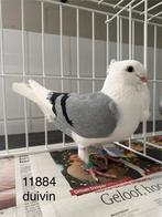 Emiraux flamands, Plusieurs animaux