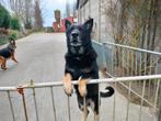 Duitse herderpups, Animaux & Accessoires, Chiens | Bergers & Bouviers, Parvovirose, Belgique, 8 à 15 semaines, Plusieurs