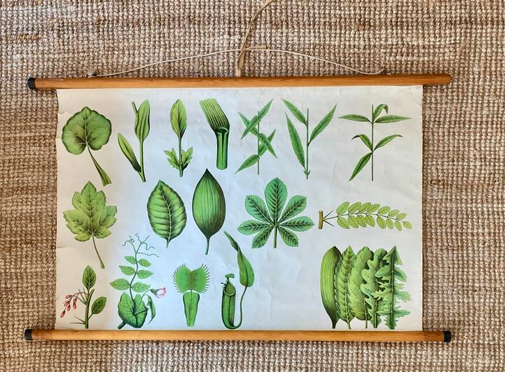 Vintage botanische schoolkaart 'morfologie het blad', Antiek en Kunst, Antiek | Schoolplaten, Natuur en Biologie, Ophalen