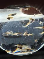 Baby guppies te koop, Dieren en Toebehoren, Vis, Zoetwatervis