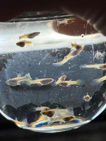 Baby guppies te koop beschikbaar voor biedingen
