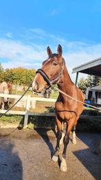 Fantastisch nuchtere 2,5 jarige KWPN ruin, Dieren en Toebehoren, Paarden, Ruin, Dressuurpaard, 3 tot 6 jaar, Onbeleerd