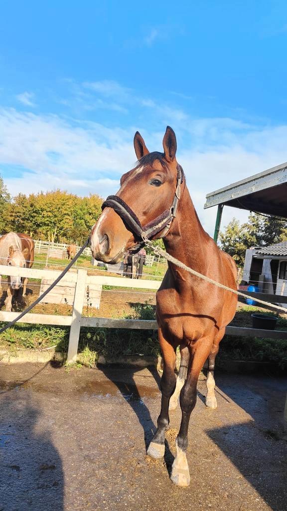 Fantastisch nuchtere 2,5 jarige KWPN ruin, Dieren en Toebehoren, Paarden, Ruin, Onbeleerd, 165 tot 170 cm, 3 tot 6 jaar, Dressuurpaard