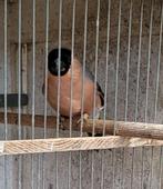 Goudvink, Dieren en Toebehoren, Geringd