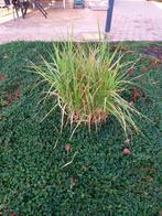 gratis : riet, Ophalen, Vaste plant