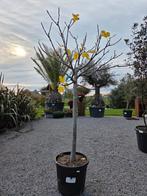 Vijgenboom Ficus Carica 'Dottato' v, Tuin en Terras, Ophalen, Halfschaduw