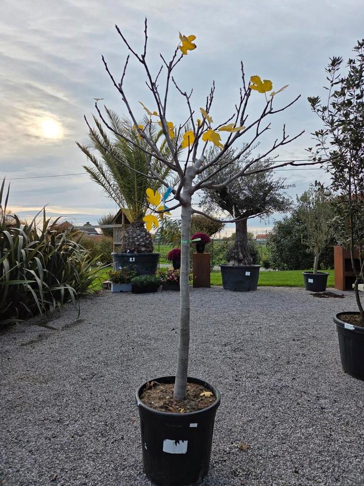 Vijgenboom Ficus Carica 'Dottato' v, Tuin en Terras, Planten | Bomen, Halfschaduw, Ophalen