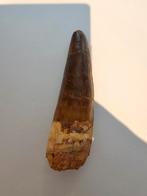 XXL Spinosaurus Aegyptiacus tand, Verzamelen, Mineralen en Fossielen, Ophalen of Verzenden