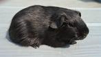 Mooie cavia,s beertjes, Dieren en Toebehoren, Knaagdieren, Mannelijk, Cavia, Tam
