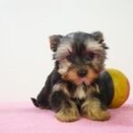 Yorkshire Terrier - Belgische pups te koop, Dieren en Toebehoren, Yorkshire Terriër, België, Handelaar, CDV (hondenziekte)