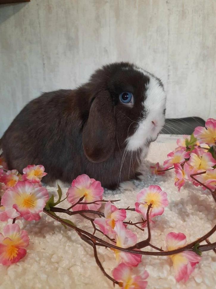 Minilop ram voor knuffelhuisje, Animaux & Accessoires, Lapins, Nain, Mâle, 3 à 5 ans, Oreilles tombantes