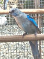 Rosella's '25, Mannelijk, Parkiet, Geringd