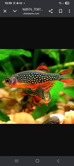 Rasbora galaxy prachtige kleine zoetwatervisjes!, Dieren en Toebehoren, Vissen | Aquariumvissen