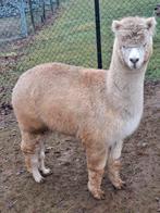 Alpacamerrie te koop, Dieren en Toebehoren, Overige Dieren, Juni, Vrouwelijk