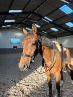 Paard te koop, Ruin, Zadelmak