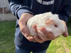 Langharig beertje, Dieren en Toebehoren, Cavia, Mannelijk, Juli, Tam