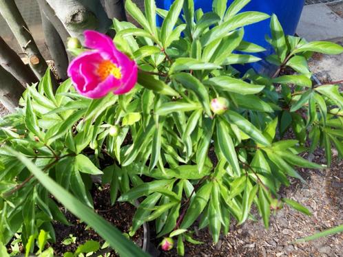 Pioenroos roze, Tuin en Terras, Planten | Tuinplanten, Vaste plant, Volle zon, Lente, Ophalen
