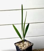 Trachycarpus princeps x Trachycarpus ukhrulensis !, Ophalen of Verzenden, Minder dan 100 cm, Zomer, Palmboom