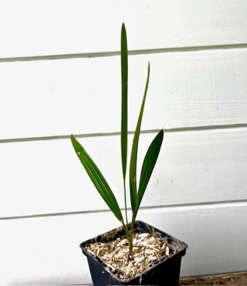 Trachycarpus princeps x Trachycarpus ukhrulensis !, Tuin en Terras, Planten | Bomen, Palmboom, Minder dan 100 cm, Volle zon, Zomer