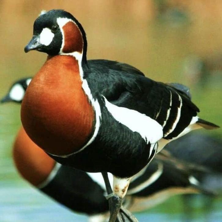roodhalsgans @ paradijshof, Dieren en Toebehoren, Pluimvee, Gans of Zwaan, Meerdere dieren