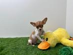 MINI Chihuahua pups, Dieren en Toebehoren, Honden | Chihuahua's en Gezelschapshonden, België, 8 tot 15 weken, CDV (hondenziekte)