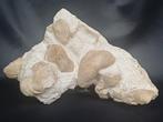 Grand lit de mort pour les gryphées - huîtres fossiles - 9,8, Enlèvement ou Envoi, Fossile