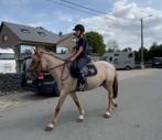 Knappe merrie van 1,40 en 4,5 jaar, Dieren en Toebehoren, Pony's, Merrie, M, Recreatiepony, Ontwormd