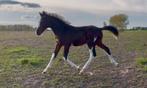 Te koop: BWP hengstenveulen (geboren juni 2025), Springpaard, Niet van toepassing, 0 tot 2 jaar, Hengst