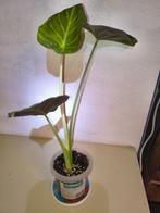 Goed gewortelde Alocasia Regal Shield, Ophalen