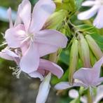 Gesnoeide zeepkruid ( lekker geurend ) bloei volg jaar, Autres espèces, Plein soleil, Été, Enlèvement