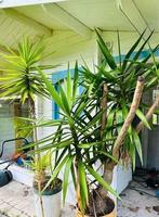 Yucca plant, Jardin & Terrasse, Plantes | Arbustes & Haies, Enlèvement ou Envoi