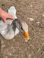 Steinbacher gans, Dieren en Toebehoren, Pluimvee, Mannelijk