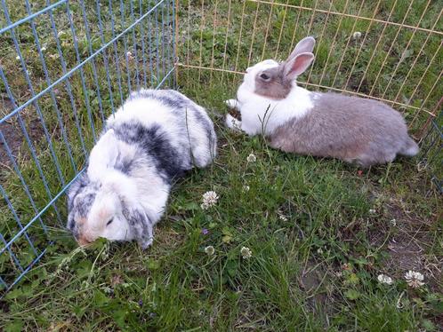 Vakantie-opvang/oppas voor konijnen (en knaagdieren), Dieren en Toebehoren, Konijnen