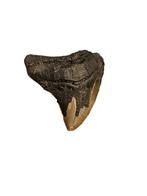 Prachtige megalodon tand uit hoevenen 4,7 cm, Ophalen of Verzenden, Fossiel