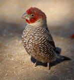 Zangvogel Roodkopamadine, Dieren en Toebehoren, Vogels | Overige Vogels