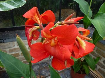 Canna orange beschikbaar voor biedingen