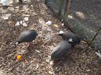 Parelhoenders, Dieren en Toebehoren, Vogels | Duiven