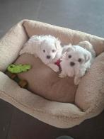 Maltezer pups, Parvo, België, Maltezer, Fokker | Hobbymatig