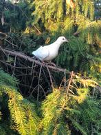 Duifjes, Dieren en Toebehoren, Geslacht onbekend