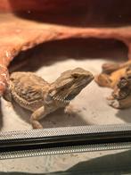 bardegaam mannetje en vrouwtje