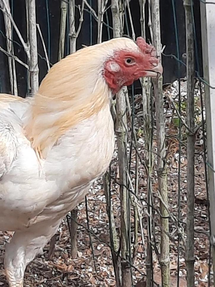 Parrotbeak longtail haan, Dieren en Toebehoren, Pluimvee
