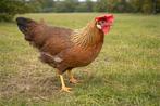 Leghorn Patrijs kippen jonge hennen beschikbaar, Dieren en Toebehoren, Vrouwelijk, Kip
