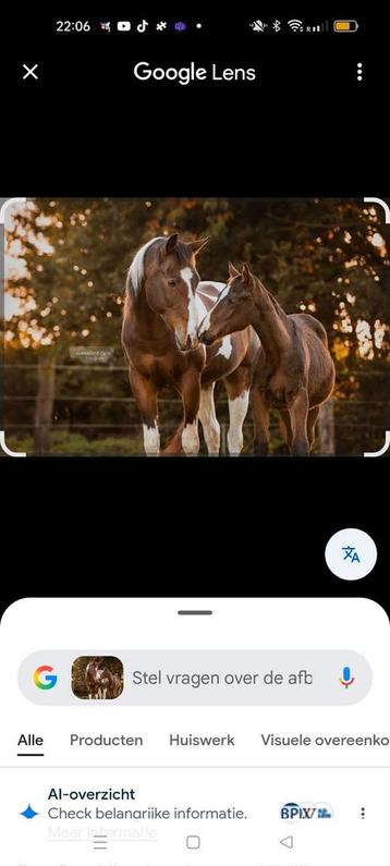 Paard gezocht