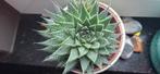 Aristaloe Aristata 10 cm met pot, Ophalen, Vetplant, In pot, Minder dan 100 cm