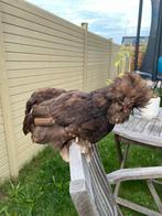 Handtamme Zijdehoen choco gladveer, Dieren en Toebehoren, Pluimvee, Kip