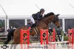 8 jarige springruin, Dieren en Toebehoren, Paarden, Springpaard, Gechipt, Ruin, 170 tot 175 cm