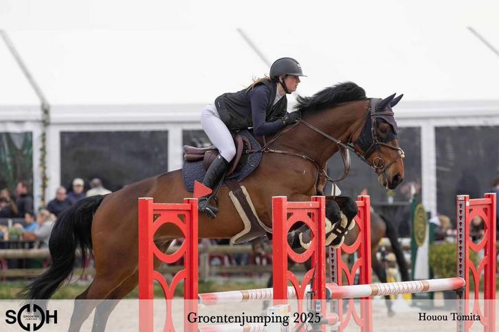 8 jarige springruin, Dieren en Toebehoren, Paarden, Ruin, 170 tot 175 cm, 7 tot 10 jaar, Springpaard, Met stamboom, Gechipt, Ontwormd