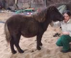 Shetlandpony merrieveulen, Dieren en Toebehoren, Niet van toepassing, 0 tot 2 jaar, A pony (tot 1.17m), Recreatiepony