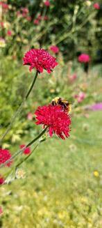 Knautia Macedonia of beemdkroon, Ophalen of Verzenden